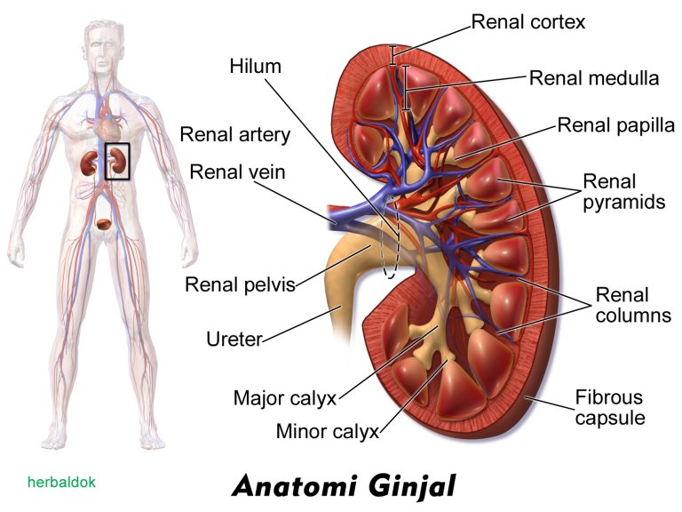 Anatomi ginjal