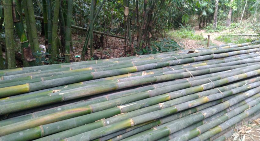 bambu apus